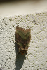 Diachrysia chrysitis