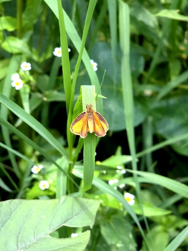 Tropical Least Skipper