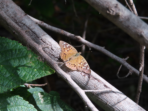 Hackberry Emperor
