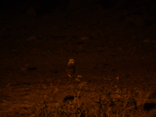 iNaturalist image