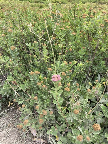 Spiraea splendens, photograph 2