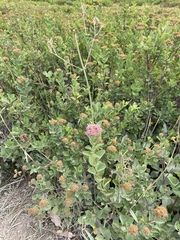 Spiraea splendens, photograph author not stated, no rights reserved