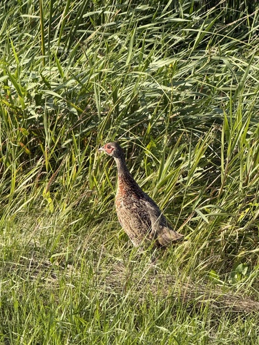 Ring-necked Pheasant
