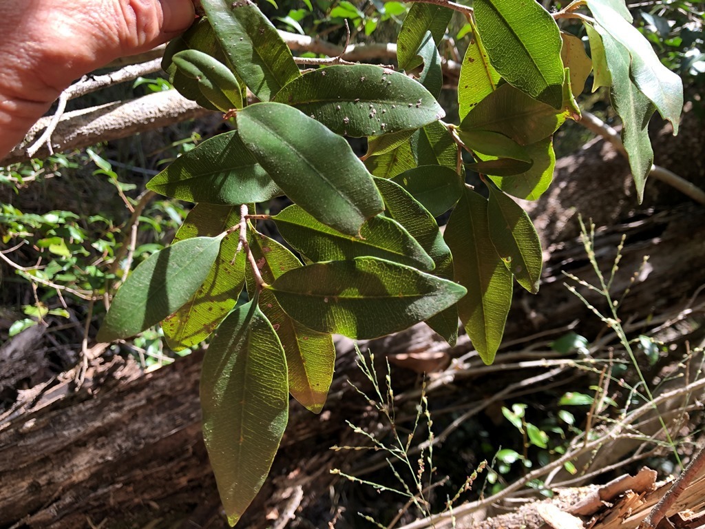 Amorphospermum