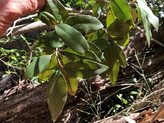 Amorphospermum antilogum