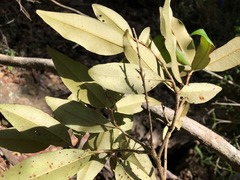 Amorphospermum antilogum