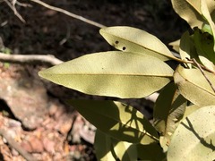 Amorphospermum antilogum