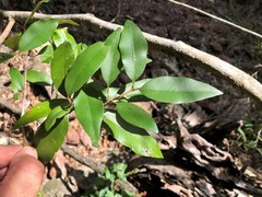 Amorphospermum antilogum