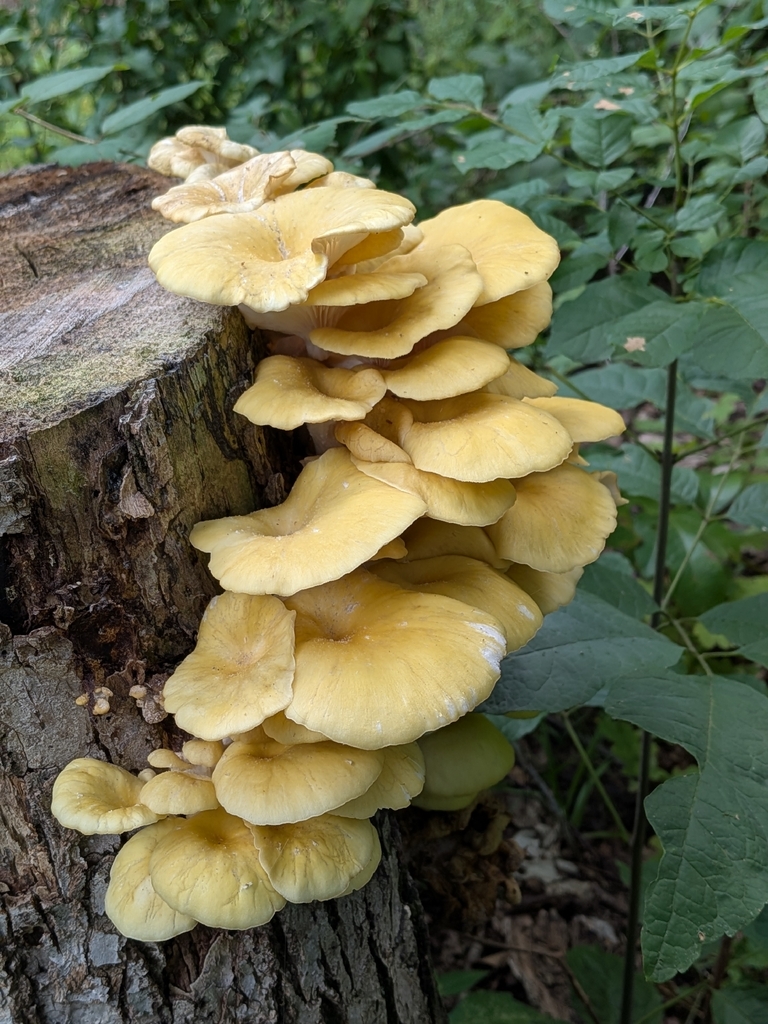 Golden Oyster Mushroom · August 2026 · photo: Photo: no rights reserved · iNaturalist