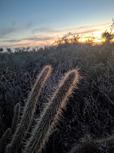 Cleistocactus baumannii, photograph 4