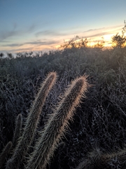 Cleistocactus baumannii, photograph (c) Rocío Esmeralda Pose, some rights reserved (CC BY)