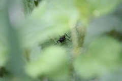 Macrophya annulata