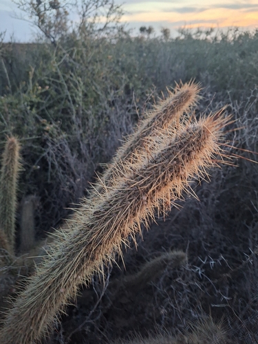 Cleistocactus baumannii, photograph 5
