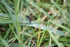 Macrophya annulata
