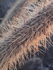 Cleistocactus baumannii, photograph (c) Rocío Esmeralda Pose, some rights reserved (CC BY)