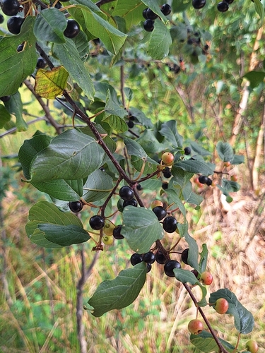 alder buckthorn