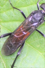 Macrophya annulata