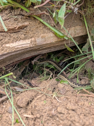 Common Garter Snake