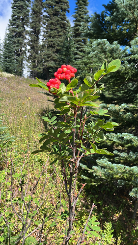 Sorbus sitchensis, photograph 5
