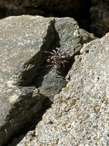 flea jumping spider