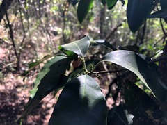 Sarcomelicope simplicifolia