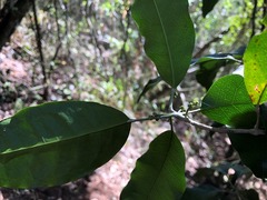 Sarcomelicope simplicifolia