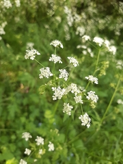 Anthriscus sylvestris
