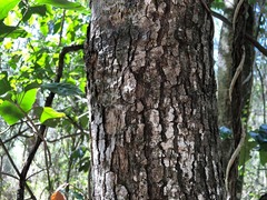 Sarcomelicope simplicifolia