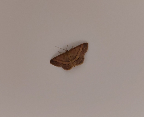 Tawny Wave