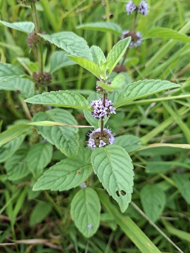 corn mint
