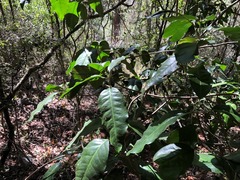 Sarcomelicope simplicifolia