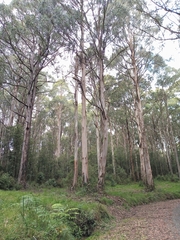 Eucalyptus cypellocarpa