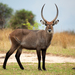 Waterbuck - Photo (c) Sergey Pisarevskiy, some rights reserved (CC BY-NC-SA)