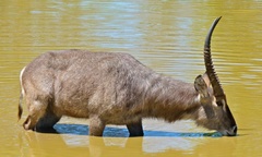 Waterbuck photo 5