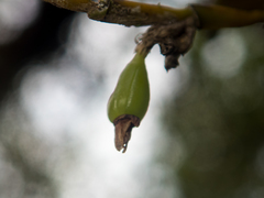 Dendrobium aloifolium