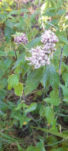 hemp agrimony