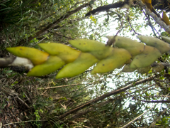 Dendrobium aloifolium