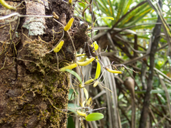 Bulbophyllum shweliense