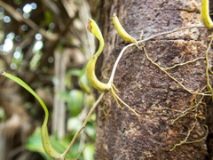 Bulbophyllum shweliense