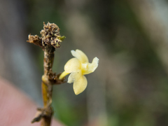 Dendrobium aloifolium