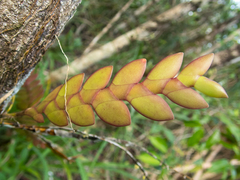 Dendrobium aloifolium
