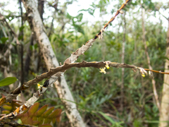 Dendrobium aloifolium