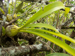 Dendrolirium lasiopetalum