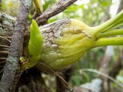 Dendrolirium lasiopetalum