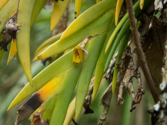 Oxystophyllum carnosum