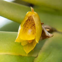 Oxystophyllum carnosum