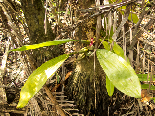 Bulbophyllum macranthum, photograph 3