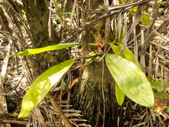 Bulbophyllum macranthum