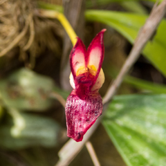 Bulbophyllum macranthum
