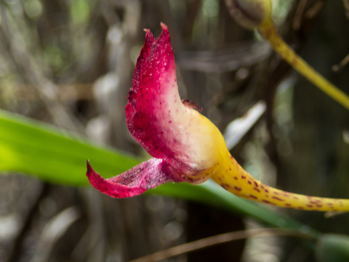 Bulbophyllum macranthum, photograph 1